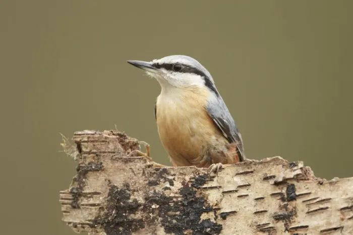 Framed Print : European Nuthatch (Sitta europaea) adult, perched on silver birch stump, Shropshire, England Framed Print : European Nuthatch (Sitta europaea) adult, perched on silver birch stump, Shropshire, England