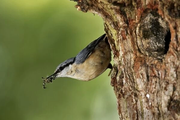 European Nuthatch (Sitta europaea) adult, with food in beak, at nesthole in tree trunk, Midlands, England, may