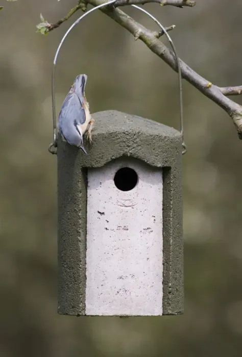 Framed Print : European Nuthatch (Sitta europaea) adult, inspecting hanging woodcrete tit nestbox, Kent, England, spring