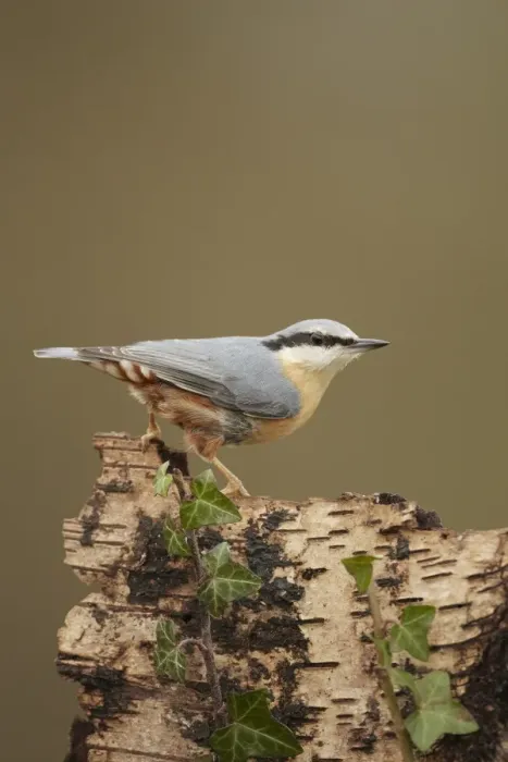 Framed Print : European Nuthatch (Sitta europaea) adult, perched on Silver Birch (Betula pendula) stump, Shropshire, England, december Framed Print : European Nuthatch (Sitta europaea) adult, perched on Silver Birch (Betula pendula) stump, Shropshire, England, december