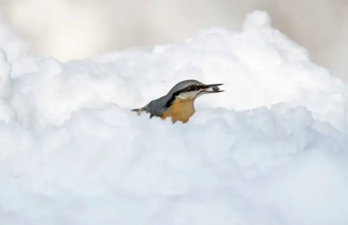Framed Print : European Nuthatch (Sitta europaea) adult, with seed in beak, feeding on snow covered ground, Merseyside, England Framed Print : European Nuthatch (Sitta europaea) adult, with seed in beak, feeding on snow covered ground, Merseyside, England