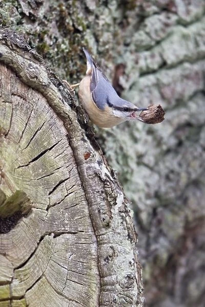 European Nuthatch (Sitta europaea) adult female, with bark in beak for lining nest, near nest entrance in tree trunk