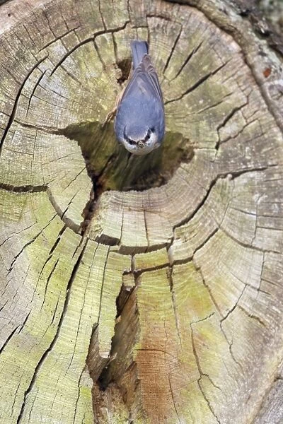 European Nuthatch (Sitta europaea) adult female, with mud on beak which has been used to reduce size of nesthole