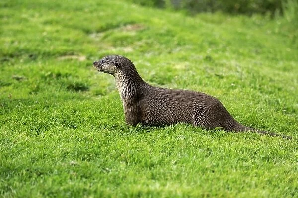 European Otter (Lutra lutra) adult, standing on bank, Surrey, England, July (captive)