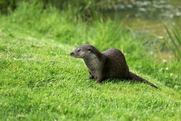 European Otter (Lutra lutra) adult, standing on bank, Surrey, England, July (captive)