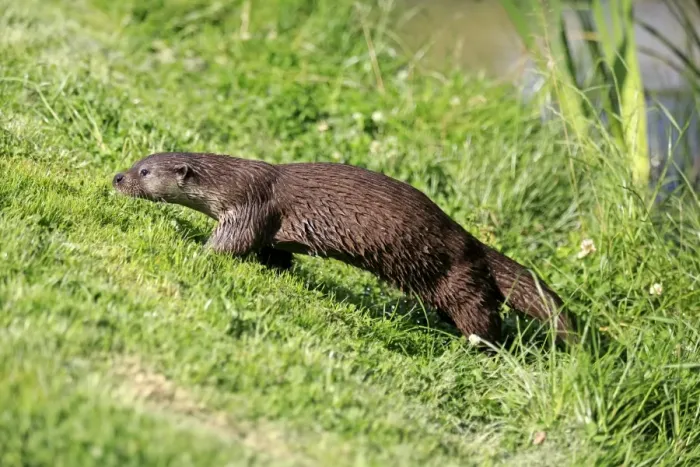 Framed Print : European Otter (Lutra lutra) adult, walking up bank, Surrey, England, July (captive) Framed Print : European Otter (Lutra lutra) adult, walking up bank, Surrey, England, July (captive)