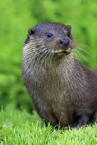 European Otter (Lutra lutra) adult, close-up of head and chest, Surrey, England, July (captive)