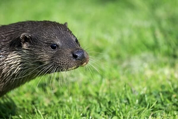 European Otter (Lutra lutra) adult, close-up of head, Surrey, England, July (captive)