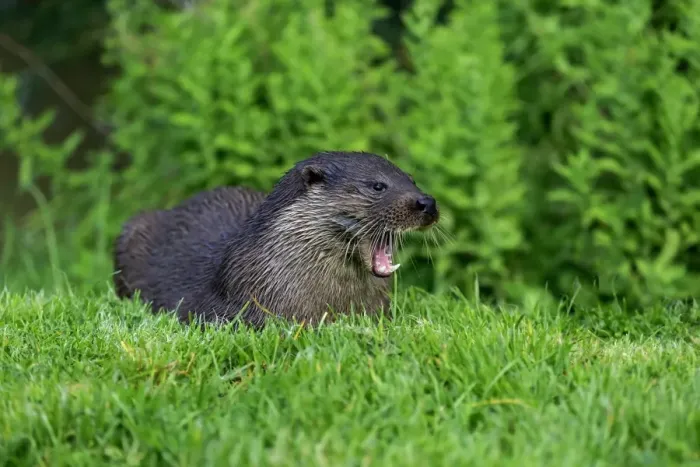 Framed Print : European Otter (Lutra lutra) adult, yawning, resting on bank, Surrey, England, July (captive) Framed Print : European Otter (Lutra lutra) adult, yawning, resting on bank, Surrey, England, July (captive)