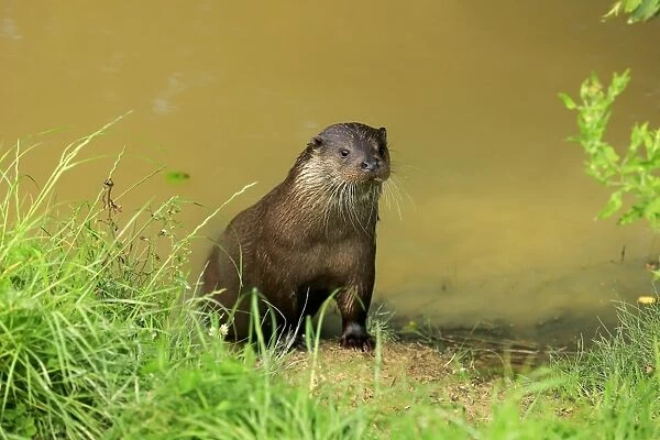 European Otter (Lutra lutra) adult, emerging from water, Surrey, England, July (captive)