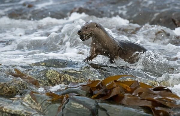 European Otter (Lutra lutra) adult, with crab prey in mouth, emerging from surf on rocky shore, Shetland Islands