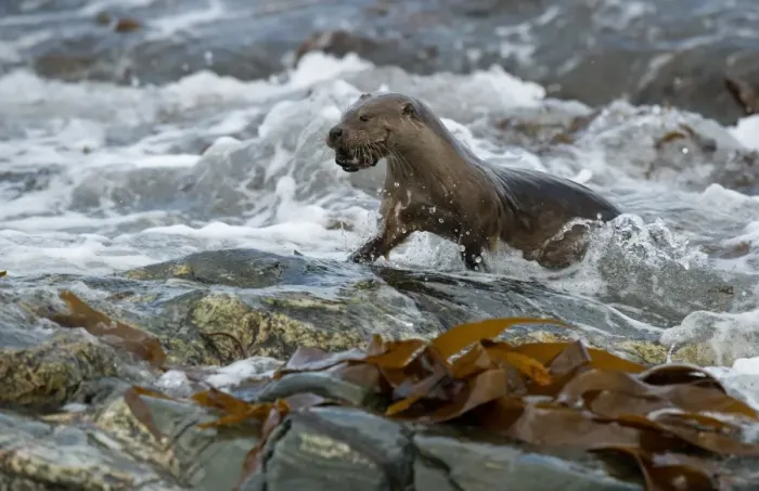 Framed Print : European Otter (Lutra lutra) adult, with crab prey in mouth, emerging from surf on rocky shore, Shetland Islands