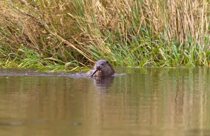 Framed Print : European Otter (Lutra lutra) adult, feeding on European Eel (Anguilla anguilla) in shallow water at edge of river, River Whiteadder, Berwickshire, Scottish Borders, Scotland, august Framed Print : European Otter (Lutra lutra) adult, feeding on European Eel (Anguilla anguilla) in shallow water at edge of river, River Whiteadder, Berwickshire, Scottish Borders, Scotland, august
