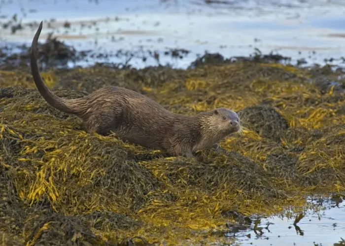 Framed Print : European Otter (Lutra lutra) adult, standing on seaweed in coastal strait, Islay Sound, Islay, Inner Hebrides, Scotland, september Framed Print : European Otter (Lutra lutra) adult, standing on seaweed in coastal strait, Islay Sound, Islay, Inner Hebrides, Scotland, september