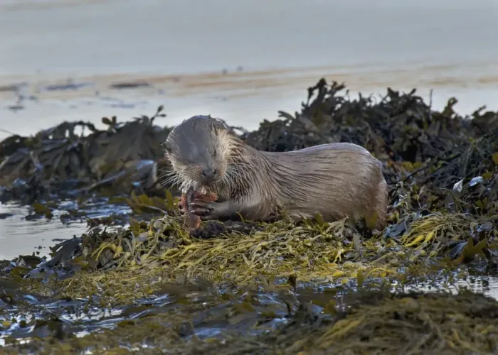 Framed Print : European Otter (Lutra lutra) adult, feeding on Father Lasher (Myoxocephalus scorpius), on seaweed in coastal strait, Islay Sound, Islay, Inner Hebrides, Scotland, september Framed Print : European Otter (Lutra lutra) adult, feeding on Father Lasher (Myoxocephalus scorpius), on seaweed in coastal strait, Islay Sound, Islay, Inner Hebrides, Scotland, september