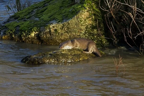 European Otter (Lutra lutra) adult, standing on rock in river, Andalucia, Spain, january