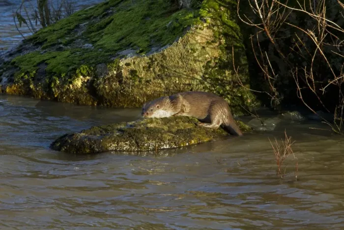 Framed Print : European Otter (Lutra lutra) adult, standing on rock in river, Andalucia, Spain, january Framed Print : European Otter (Lutra lutra) adult, standing on rock in river, Andalucia, Spain, january