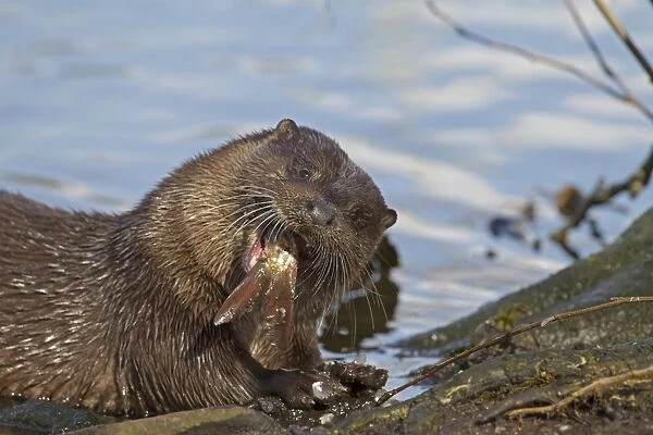 European Otter (Lutra lutra) adult, close-up of head, feeding on Roach (Rutilius rutilus) prey on riverbank