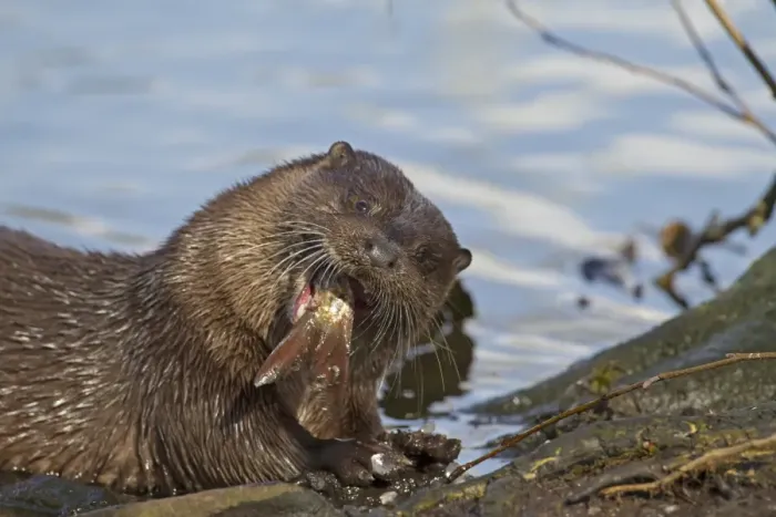 Framed Print : European Otter (Lutra lutra) adult, close-up of head, feeding on Roach (Rutilius rutilus) prey on riverbank Framed Print : European Otter (Lutra lutra) adult, close-up of head, feeding on Roach (Rutilius rutilus) prey on riverbank
