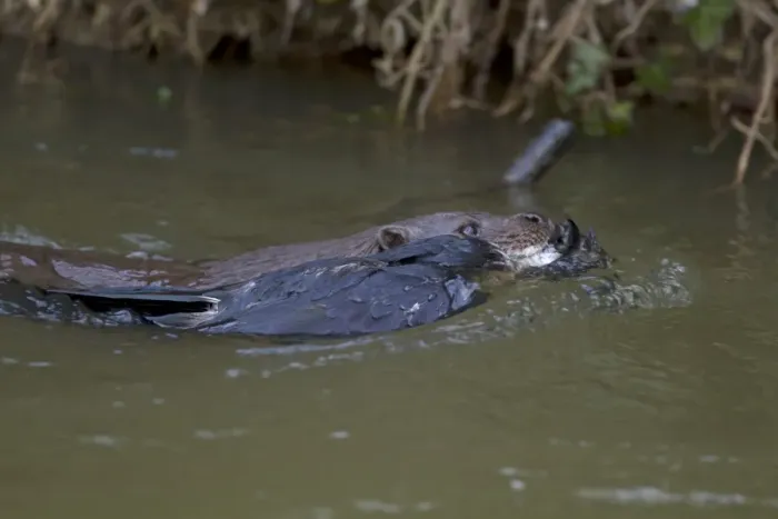 Framed Print : European Otter (Lutra lutra) adult, carrying dead corvid in mouth, swimming to holt, River Little Ouse, Thetford Framed Print : European Otter (Lutra lutra) adult, carrying dead corvid in mouth, swimming to holt, River Little Ouse, Thetford