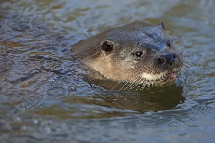 Framed Print : European Otter (Lutra lutra) adult, close-up of head, swimming at surface of river, River Little Ouse, Thetford Framed Print : European Otter (Lutra lutra) adult, close-up of head, swimming at surface of river, River Little Ouse, Thetford