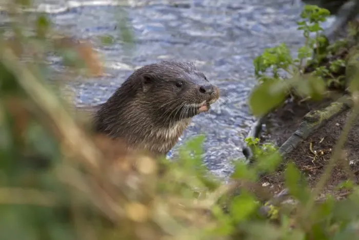 Framed Print : European Otter (Lutra lutra) adult, looking out of water over riverbank, River Thet, Thetford, Norfolk, England, March Framed Print : European Otter (Lutra lutra) adult, looking out of water over riverbank, River Thet, Thetford, Norfolk, England, March
