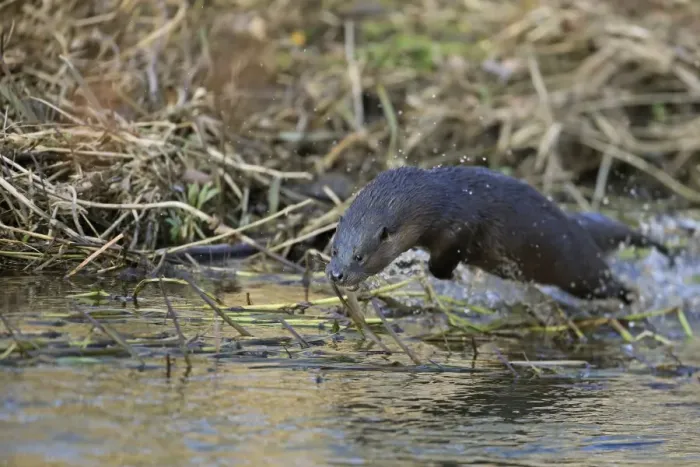 Framed Print : European Otter (Lutra lutra) adult, leaping through shallow water at edge of river, River Little Ouse, Thetford Framed Print : European Otter (Lutra lutra) adult, leaping through shallow water at edge of river, River Little Ouse, Thetford