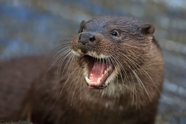 European Otter (Lutra lutra) adult, close-up of head, with mouth open, River Little Ouse, Thetford, Norfolk, England