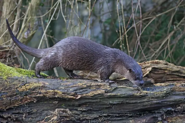 Framed Print : European Otter (Lutra lutra) adult, walking on log, River Little Ouse, Thetford, Norfolk, England, March Framed Print : European Otter (Lutra lutra) adult, walking on log, River Little Ouse, Thetford, Norfolk, England, March