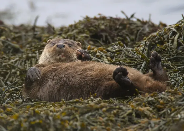 Framed Print : European Otter (Lutra lutra) adult, rolling on seaweed, Islay Sound, Islay, Inner Hebrides, Scotland, March