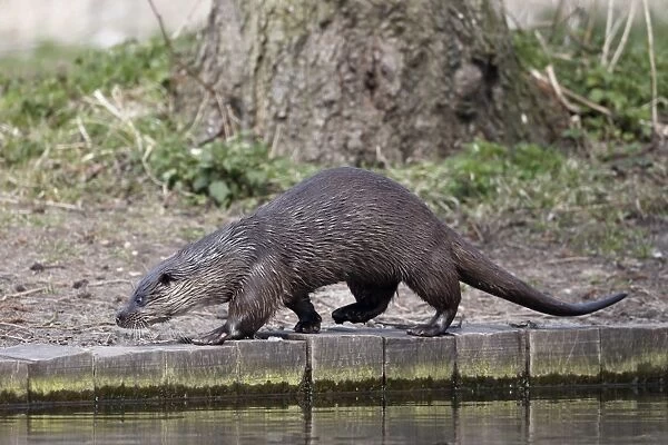 European Otter (Lutra lutra) adult, walking on riverbank, River Little Ouse, Thetford, Norfolk, England, April