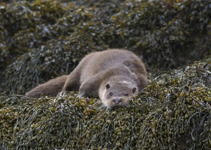 Framed Print : European Otter (Lutra lutra) adult, resting on seaweed, Islay Sound, Islay, Inner Hebrides, Scotland, March