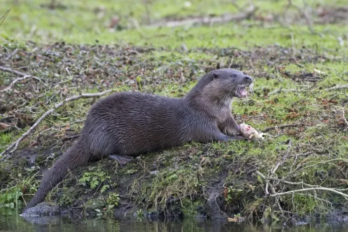 Framed Print : European Otter (Lutra lutra) adult, feeding on fish at riverbank, River Thet, Thetford, Norfolk, England, March Framed Print : European Otter (Lutra lutra) adult, feeding on fish at riverbank, River Thet, Thetford, Norfolk, England, March