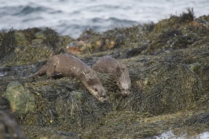 Framed Print : European Otter (Lutra lutra) adult and cub, entering sea from seaweed covered rocks, Islay Sound, Islay Framed Print : European Otter (Lutra lutra) adult and cub, entering sea from seaweed covered rocks, Islay Sound, Islay