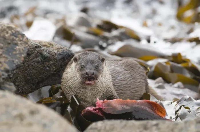 Framed Print : European Otter (Lutra lutra) adult female, feeding on Lumpsucker (Cyclopterus lumpus) prey, Shetland Islands, Scotland, april Framed Print : European Otter (Lutra lutra) adult female, feeding on Lumpsucker (Cyclopterus lumpus) prey, Shetland Islands, Scotland, april