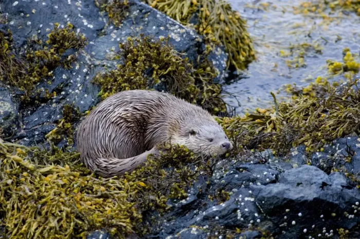 Framed Print : European Otter (Lutra lutra) adult female, resting on seaweed covered rocks, Shetland Islands, Scotland, june