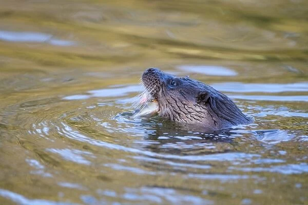 European Otter (Lutra lutra) adult female, feeding on Perch (Perca fluviatilis) prey in town centre river