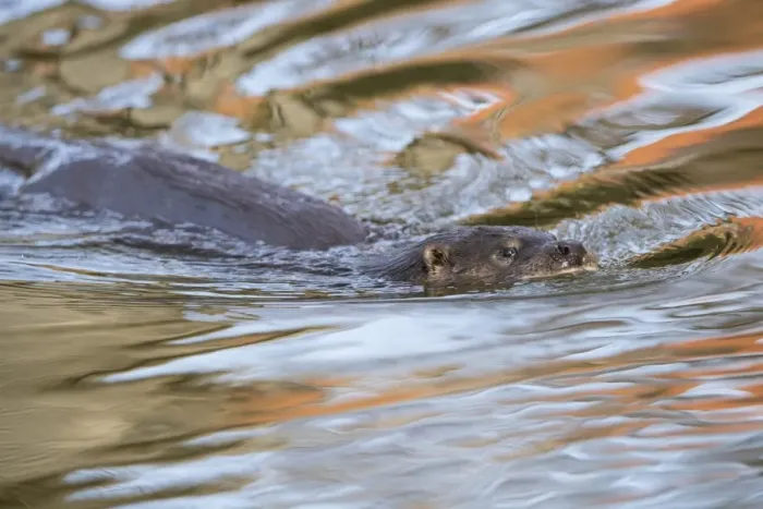 Framed Print : European Otter (Lutra lutra) adult female, swimming in town centre river with reflection of building Framed Print : European Otter (Lutra lutra) adult female, swimming in town centre river with reflection of building