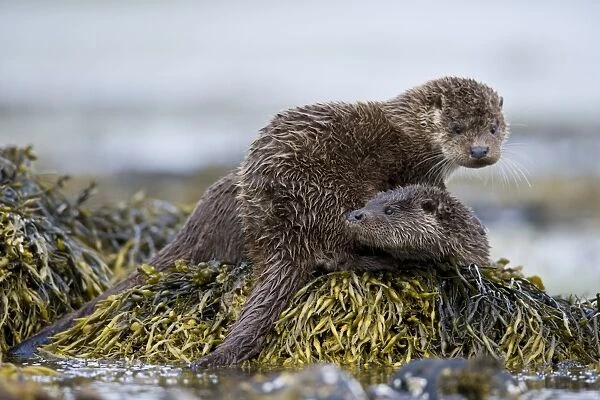 European Otter (Lutra lutra) adult female with cub, resting on seaweed, Isle of Mull, Inner Hebrides, Scotland
