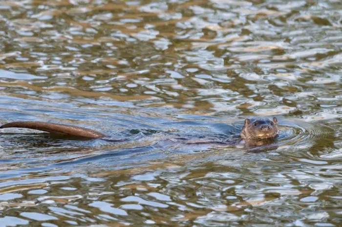 Framed Print : European Otter (Lutra lutra) adult male, swimming in river, with head and tail out of water, River Lune, Halton Framed Print : European Otter (Lutra lutra) adult male, swimming in river, with head and tail out of water, River Lune, Halton