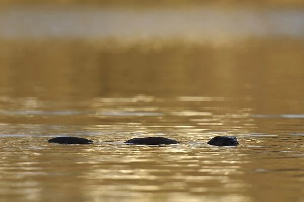 European Otter (Lutra lutra) adult male, swimming in river, doing impression of Loch Ness Monster with head