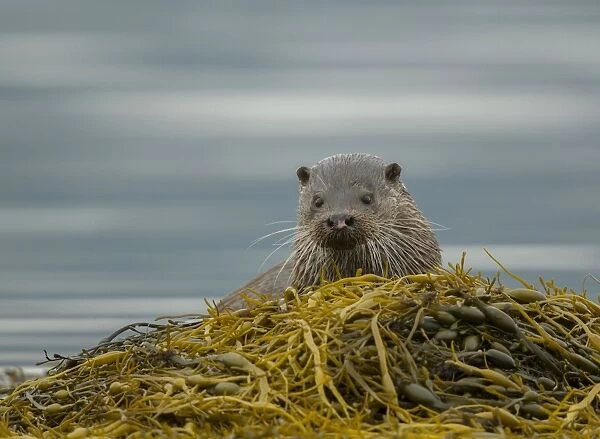 European Otter (Lutra lutra) adult male, looking over seaweed, Isle of Mull, Inner Hebrides, Scotland, September