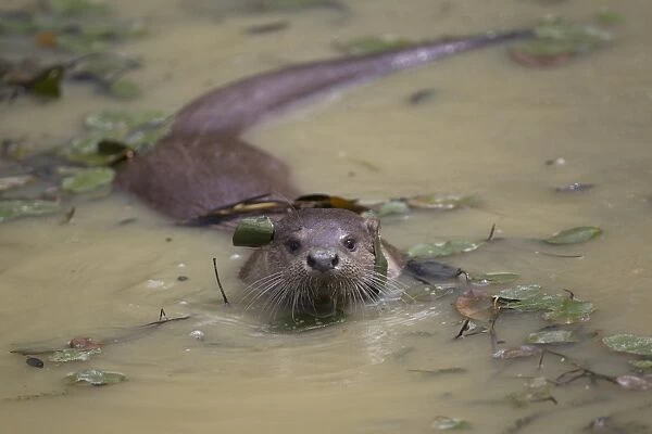 European Otter (Lutra lutra) adult male, swimming in muddy water, captive