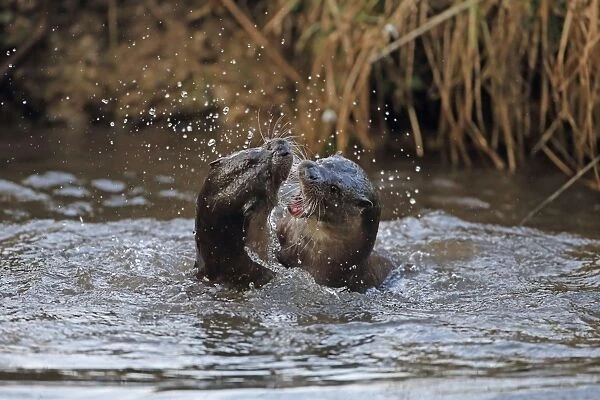 European Otter (Lutra lutra) adult pair, playfighting in river, River Little Ouse, Thetford, Norfolk, England, March