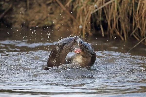 European Otter (Lutra lutra) adult pair, playfighting in river, River Little Ouse, Thetford, Norfolk, England, March