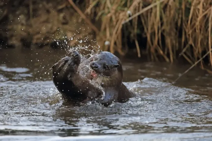 Framed Print : European Otter (Lutra lutra) adult pair, playfighting in river, River Little Ouse, Thetford, Norfolk, England, March Framed Print : European Otter (Lutra lutra) adult pair, playfighting in river, River Little Ouse, Thetford, Norfolk, England, March