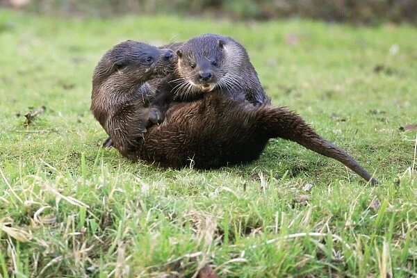 European Otter (Lutra lutra) adult pair, playfighting on riverbank, River Little Ouse, Thetford, Norfolk, England