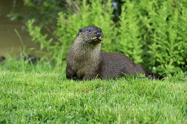 European Otter (Lutra lutra) adult, resting on bank, Surrey, England, July (captive)