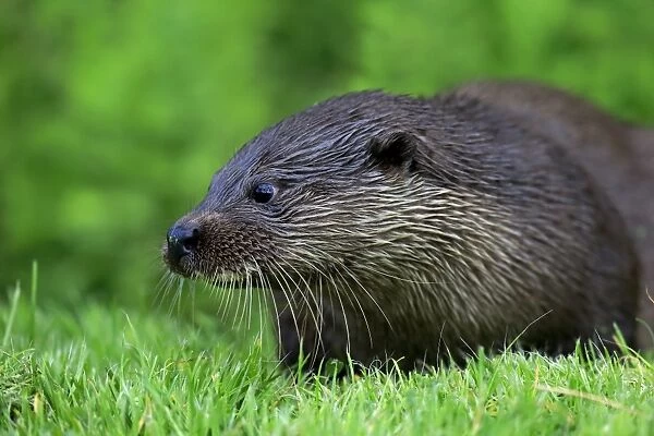 European Otter (Lutra lutra) adult, resting on bank, Surrey, England, July (captive)