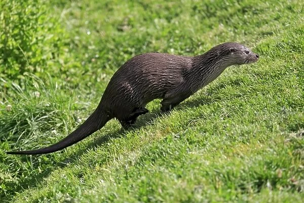 European Otter (Lutra lutra) adult, running up bank, Surrey, England, July (captive)